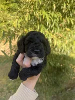 Coal , a male Cockapoo for sale in Glasgow, KY – Photo 1 of 3