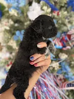 Bonnie , a female Cockapoo for sale in Glasgow, KY – 3 of 4