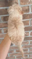 Tinker Bell , a female Morkie for sale in Glasgow, KY – 3 of 6