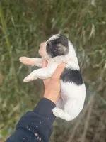 Ramsey , a male Miniature Schnauzer for sale in Glasgow, KY – Photo 3 of 4