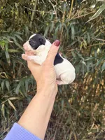 Ramsey , a male Miniature Schnauzer for sale in Glasgow, KY – Photo 2 of 4