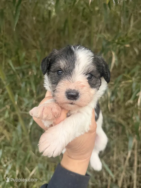 Ramsey  – Miniature Schnauzer puppy for sale in Glasgow, KY