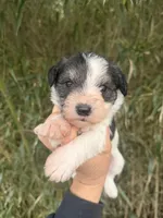 Ramsey , a male Miniature Schnauzer for sale in Glasgow, KY – Photo 1 of 4