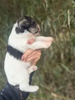 Ramsey , a male Miniature Schnauzer for sale in Glasgow, KY – Photo 4 of 4