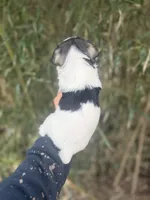 Ramsey , a male Miniature Schnauzer for sale in Glasgow, KY – Photo 2 of 4