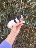 Ramsey , a male Miniature Schnauzer for sale in Glasgow, KY – Photo 3 of 4