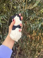 Ramsey , a male Miniature Schnauzer for sale in Glasgow, KY – Photo 4 of 4