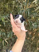 Ramsey , a male Miniature Schnauzer for sale in Glasgow, KY – Photo 1 of 4