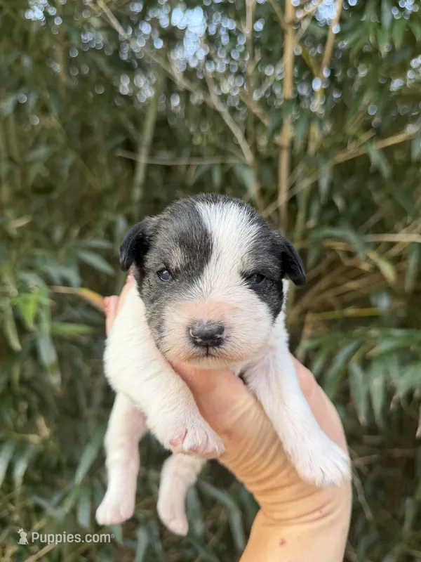 Ramsey  – Miniature Schnauzer puppy for sale in Glasgow, KY