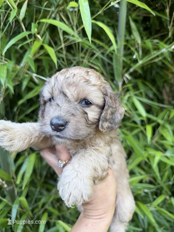 Van  – Cockapoo puppy for sale in Glasgow, KY