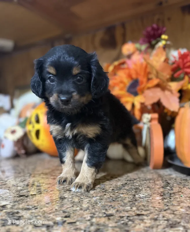 Tash  – Miniature Aussiedoodle puppy for sale in Glasgow, KY