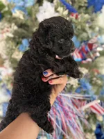 Beep, a male Cockapoo for sale in Glasgow, KY – 3 of 4