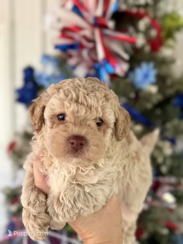  Tom – Cockapoo puppy for sale in Glasgow, KY