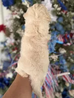 Bee , a female Cockapoo for sale in Glasgow, KY – 2 of 4