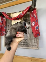Maddie’s Dinah  , a female Miniature Schnauzer for sale in Glasgow, KY – 3 of 4
