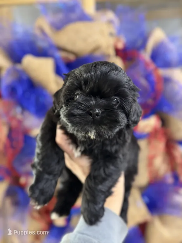 James  – Shih Tzu puppy for sale in Glasgow, KY