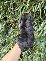 Lou , a male Miniature Schnauzer for sale in Glasgow, KY – 2 of 2