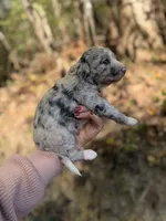 Festus , a male Aussiedoodle for sale in Glasgow, KY – 4 of 4