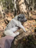 Fann, a female Aussiedoodle for sale in Glasgow, KY – 4 of 4