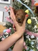 Tom Boy , a male Miniature Goldendoodle for sale in Glasgow, KY – Photo 1 of 5