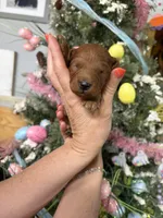 Tom Boy , a male Miniature Goldendoodle for sale in Glasgow, KY – Photo 2 of 5