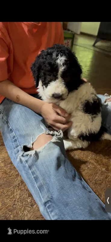 Feefeee – Aussiedoodle puppy for sale in Glasgow, KY