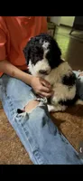 Feefeee, a female Aussiedoodle for sale in Glasgow, KY – 1 of 1