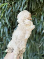 Maggie , a female Cavachon for sale in Glasgow, KY – 2 of 2