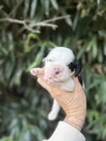Peter, a male Cocker Spaniel for sale in Glasgow, KY – 4 of 7