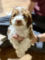 Velma , a female Cockapoo for sale in Glasgow, KY – 2 of 3