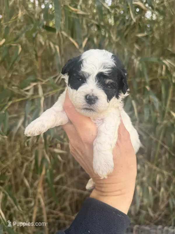 Larry  – Poochon puppy for sale in Glasgow, KY