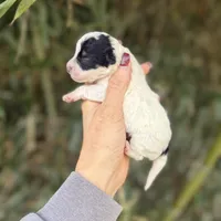Larry , a male Poochon for sale in Glasgow, KY – Photo 2 of 4