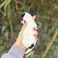 Larry , a male Poochon for sale in Glasgow, KY – Photo 4 of 4
