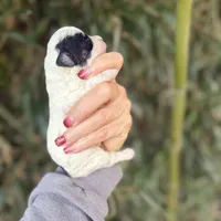 Larry , a male Poochon for sale in Glasgow, KY – Photo 3 of 4