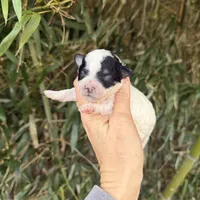 Larry , a male Poochon for sale in Glasgow, KY – Photo 1 of 4
