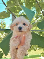 Tinker Bell , a female Morkie for sale in Glasgow, KY – 4 of 6