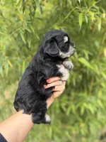 Callie , a female Miniature Schnauzer for sale in Glasgow, KY – 3 of 4