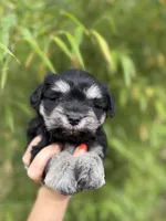 Callie , a female Miniature Schnauzer for sale in Glasgow, KY – 1 of 4