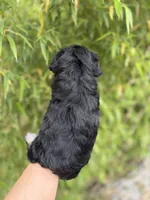 Callie , a female Miniature Schnauzer for sale in Glasgow, KY – 4 of 4