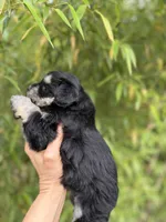 Callie , a female Miniature Schnauzer for sale in Glasgow, KY – 2 of 4