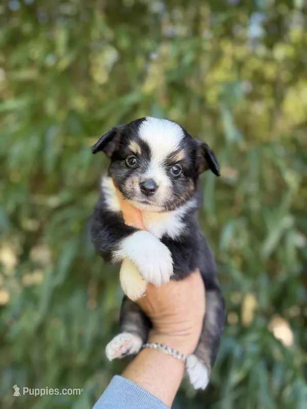 Adam  – Miniature American Shepherd puppy for sale in Glasgow, KY