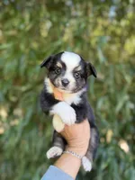 Adam , a male Miniature American Shepherd for sale in Glasgow, KY – 1 of 2