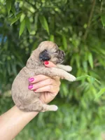 Van , a male Cockapoo for sale in Glasgow, KY – 4 of 4