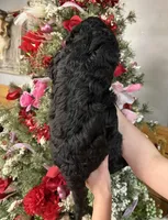 Jeremy , a male Goldendoodle for sale in Glasgow, KY – Photo 4 of 5