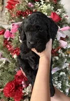 Jeremy , a male Goldendoodle for sale in Glasgow, KY – Photo 1 of 5
