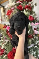 Jeremy , a male Goldendoodle for sale in Glasgow, KY – Photo 2 of 5