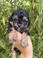 Missy , a female Aussiedoodle for sale in Glasgow, KY – 1 of 3