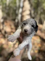 Fann, a female Aussiedoodle for sale in Glasgow, KY – 1 of 4