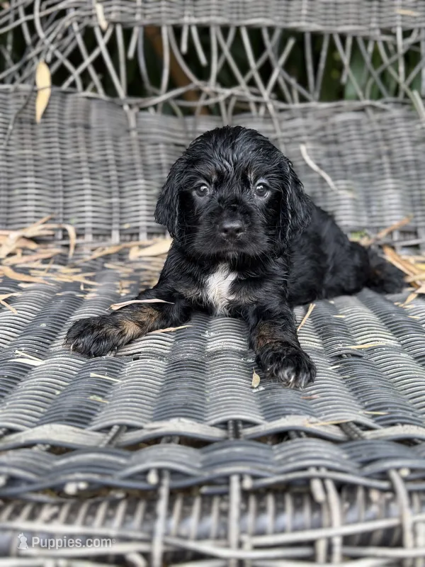 Rock  – Cocker Spaniel puppy for sale in Glasgow, KY