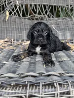 Rock , a male Cocker Spaniel for sale in Glasgow, KY – 1 of 2